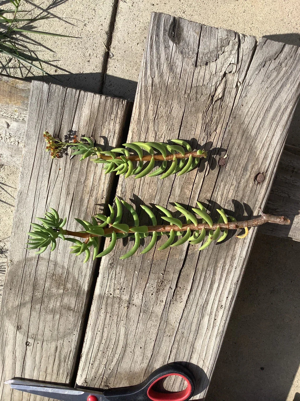 Mini Pine Tree Succulent - Crassula Tetragona | 7 Live Cuttings (5–8") | Rare Bonsai-Like Succulent | Easy to Grow & Propagate