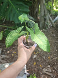 Syngonium Podophyllum Mottled Mojito Plant - Rare Live Tropical Plant in 3" Pot - Indoor Houseplant