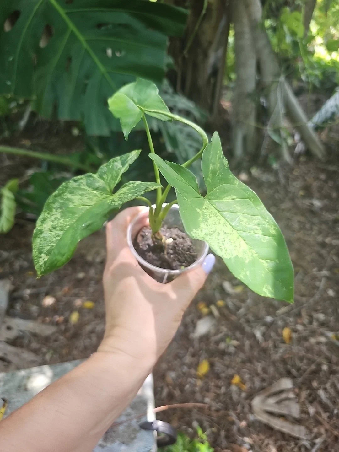 Syngonium Podophyllum Mottled Mojito Plant - Rare Live Tropical Plant in 3" Pot - Indoor Houseplant