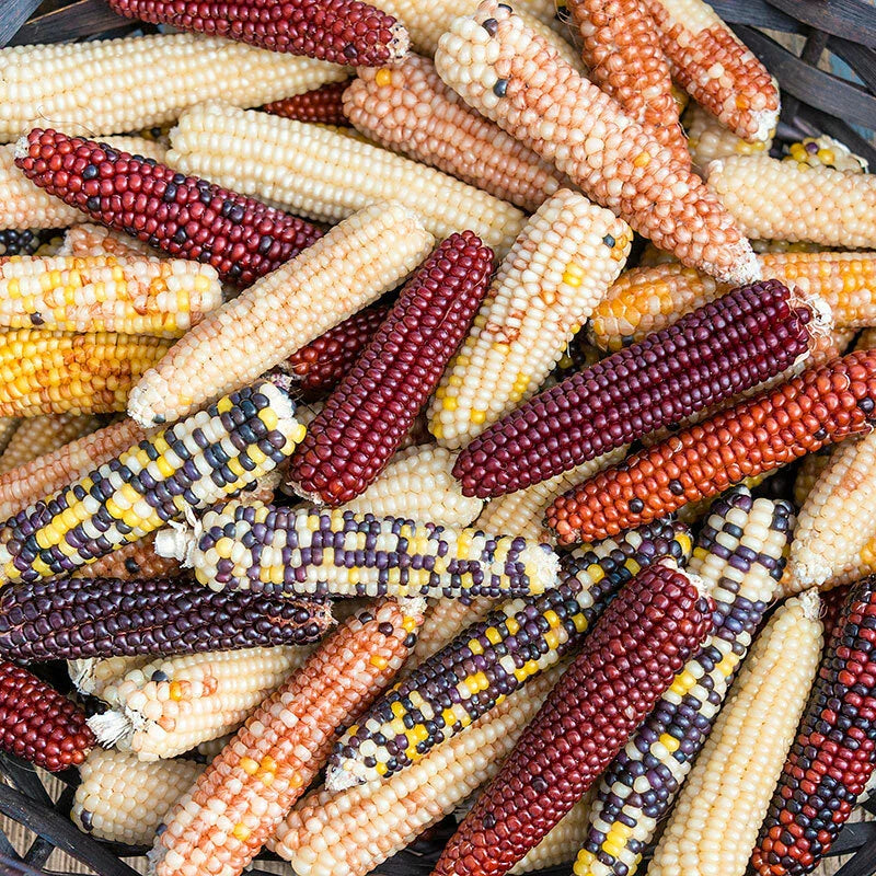 Firecracker Popcorn Seeds - Fresh Non-GMO Seeds for Planting - Zea Mays Everta - FREE Shipping