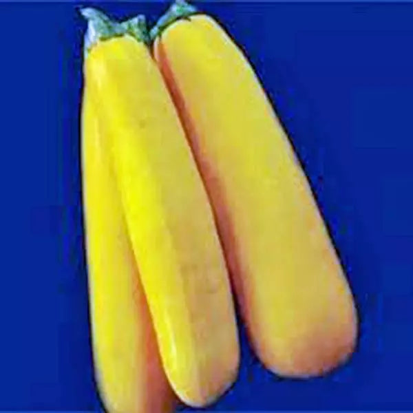 Golden Zucchini Squash Seeds, Heirloom Variety, 100 Non-GMO Seeds, Cucurbita pepo