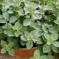 Italian Oregano Seeds - 500+ Count - Origanum Vulgare Wild - Ideal for 2025 Planting