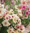 Phlox Seeds - 25+ Fragrant Cherry Caramel Flower Seeds - Phlox paniculata