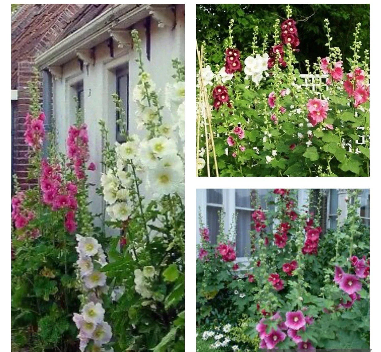 Hollyhock Seeds - 30+ Mixed Color Indian Springs - Alcea rosea - Free Black Eyed Susan Seeds Included