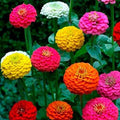 Zinnia Seeds California Giant Mix 150+ Colorful Blooms - Zinnia elegans - USA Grown, Free Shipping