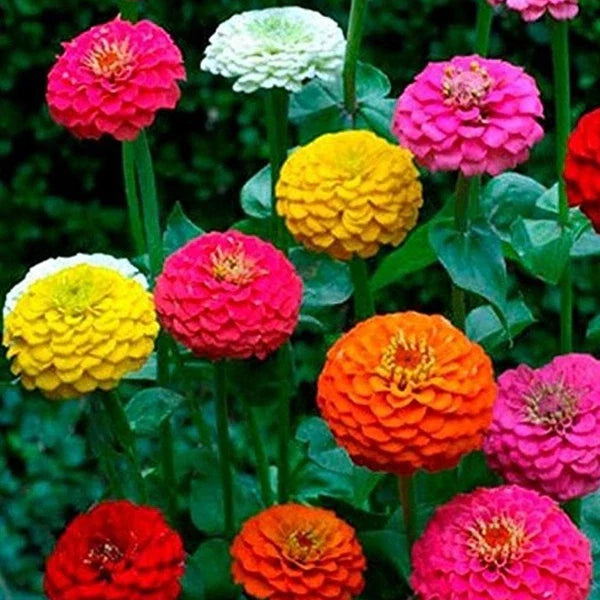 Zinnia Seeds California Giant Mix 150+ Colorful Blooms - Zinnia elegans - USA Grown, Free Shipping
