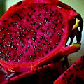 Red Dragon Fruit Vine Seeds - 25 Pack, Cactus Pitaya, Huge 12" Flowers (H. costaricensis)