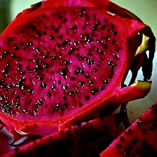 Red Dragon Fruit Vine Seeds - 25 Pack, Cactus Pitaya, Huge 12" Flowers (H. costaricensis)