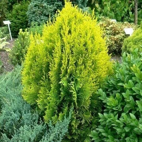 Golden Arborvitae Tree Seeds - 60 Count - Platycladus orientalis Aurea - Oriental Evergreen Foliage