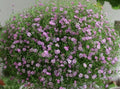 Pink Gypsophila Plant 20-30" Clump Baby's Breath Perennial Hardy Deer-Resistant Loam Soil