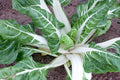 Swiss Chard Seeds 100 Ct Large White Ribbed Heirloom NON-GMO USA