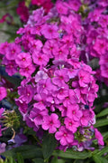 Purple Flame Phlox 100 Seeds - Garden Planting - Phlox paniculata - USA