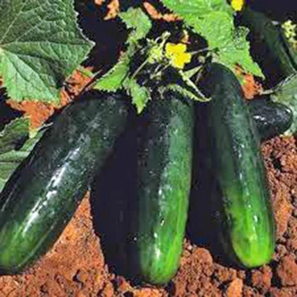 Cucumber Seeds, 500 Heirloom Non-GMO Straight Eight, Cucumis sativus, Organic Gardening Supply