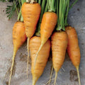 Oxheart Orange Carrot Seeds 150+ Non-GMO Vegetable Garden Seeds - Daucus carota, USA, Free Shipping