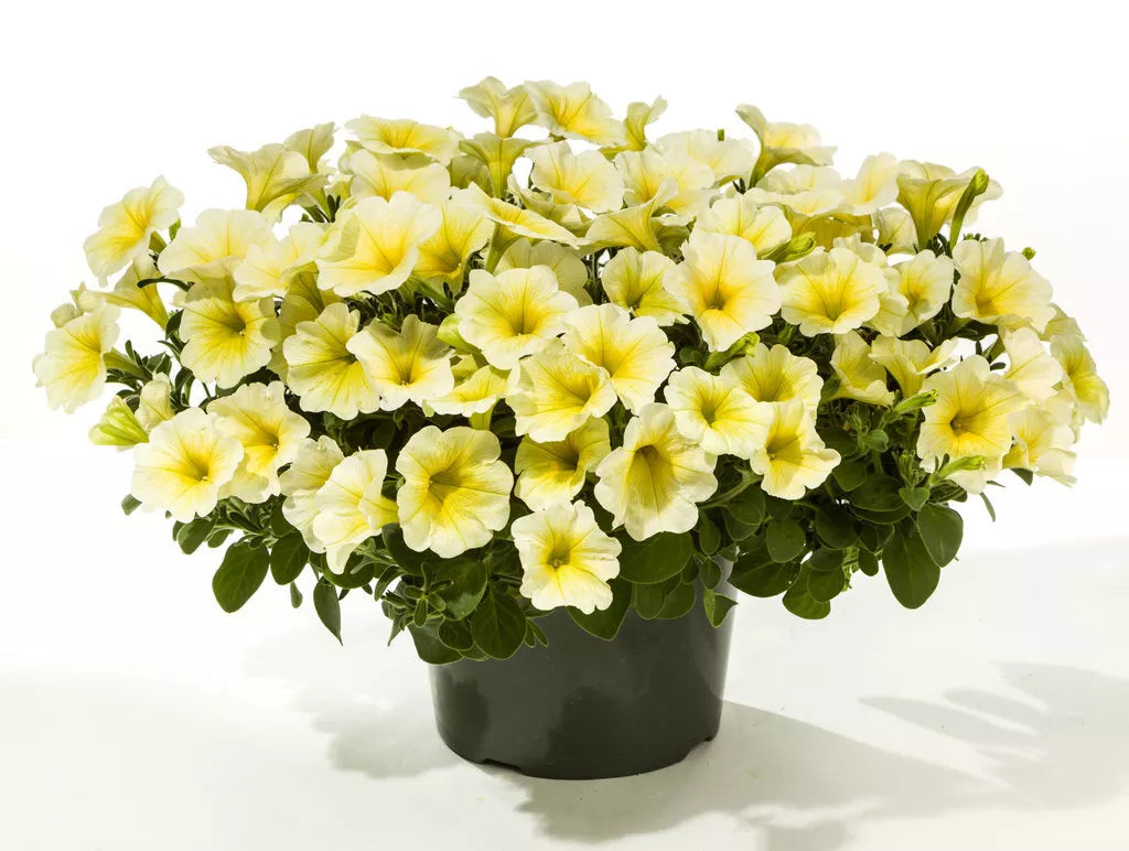 Petunia Seeds - 100 Count - CandyPops Yellow - Petunia x hybrida