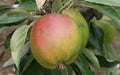 Cornish Gilliflower Apple Seeds - 25+ Seeds for Garden Planting - Malus domestica - USA