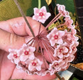Hoya Plant 4” Pot Carnosa Chelsea Easy to Bloom (Hoya carnosa 'Chelsea')