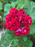 Double Red Geranium Cuttings - 4 Fresh Pelargonium Cuttings for Planting