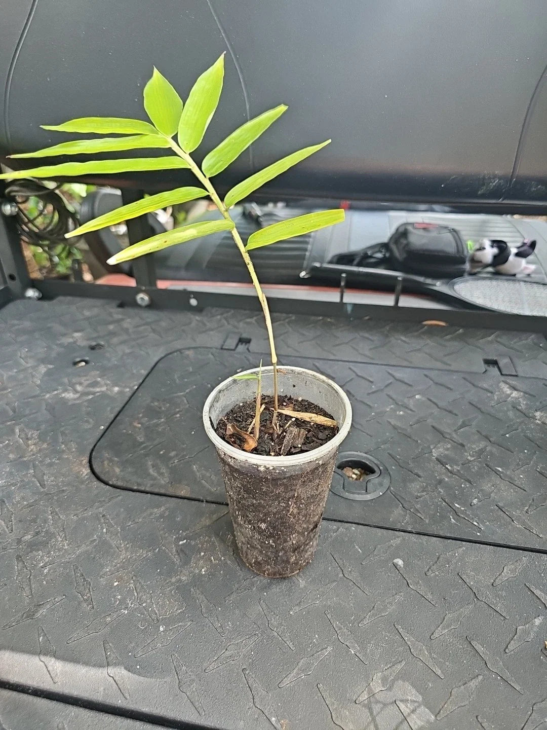 Dendrocalamus Giganteus Bamboo Seedling 3" Pot Green Live Plant 15" Tall