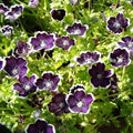 Nemophila Seeds, 200 Count, Penny Black Purple Baby Black Eyes, Heirloom Non-GMO, Wildflower Mix.