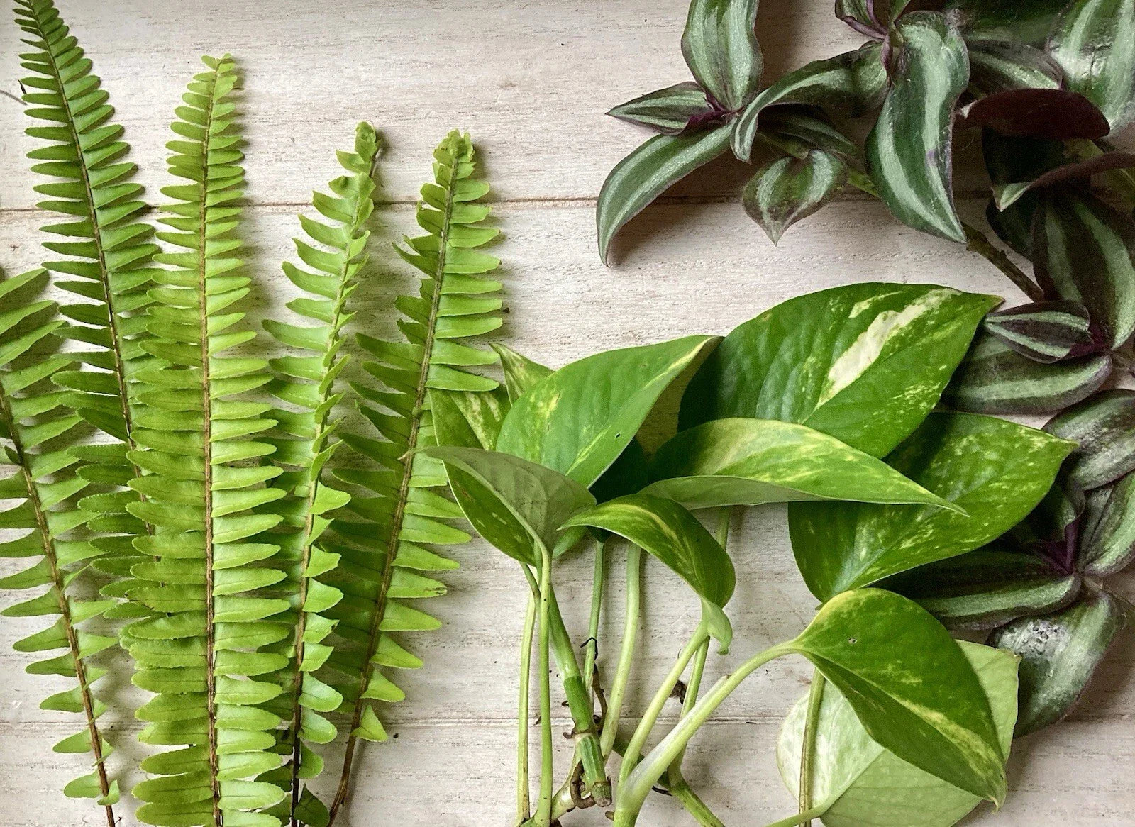 House Plant Variety Pack - 15 Rooted Cuttings - Assorted Healthy Indoor Plants - Perfect for Home Decor