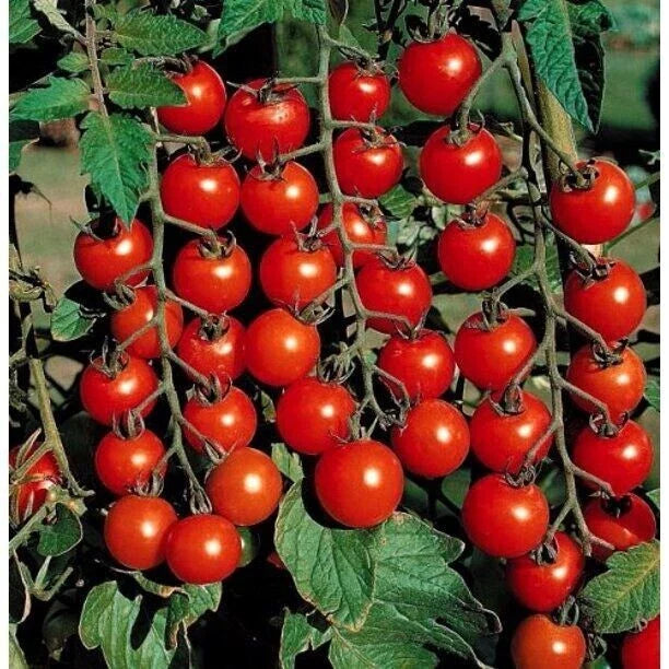 Small Cherry Tomato Seeds - Heirloom Non-GMO Organic - 10+ Rare Seeds - Solanum lycopersicum