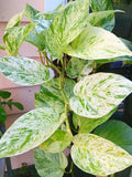 Snow Marble Queen Pothos Cuttings - 3 Fresh Cuttings, No Roots, Epipremnum aureum - Indoor Plant Propagation
