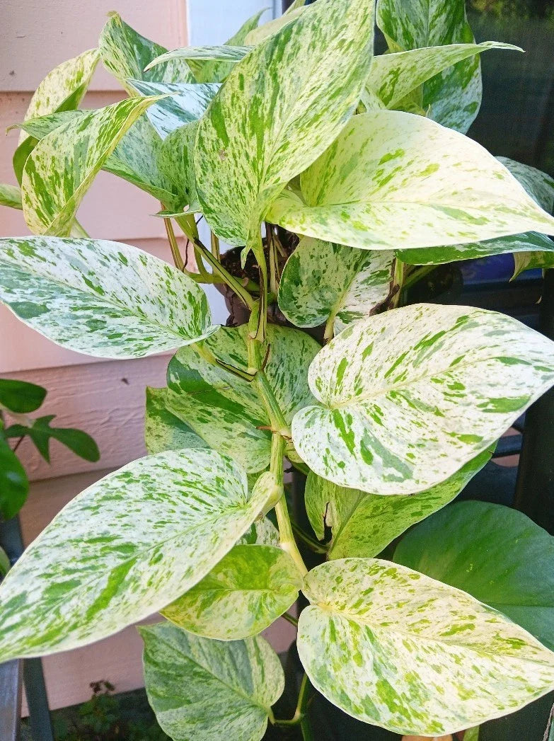 Snow Marble Queen Pothos Cuttings - 3 Fresh Cuttings, No Roots, Epipremnum aureum - Indoor Plant Propagation
