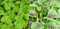 500+ Amaranth Seeds Green Red Leaf Asian Chinese Spinach Yin Cho Callaloo 红綠苋菜种