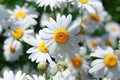 Roman Chamomile Seeds (500 Seeds) - Anthemis nobilis - Organic Herb Garden Variety for Planting