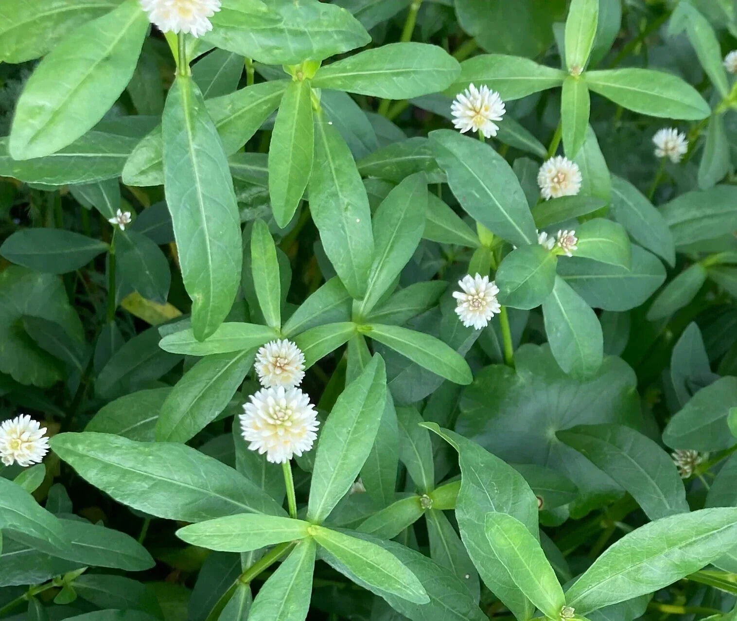 20 Live Alligator Pond Plants, Marginal Bog, Easy Grow, Small White Flowers, Alternanthera philoxeroides