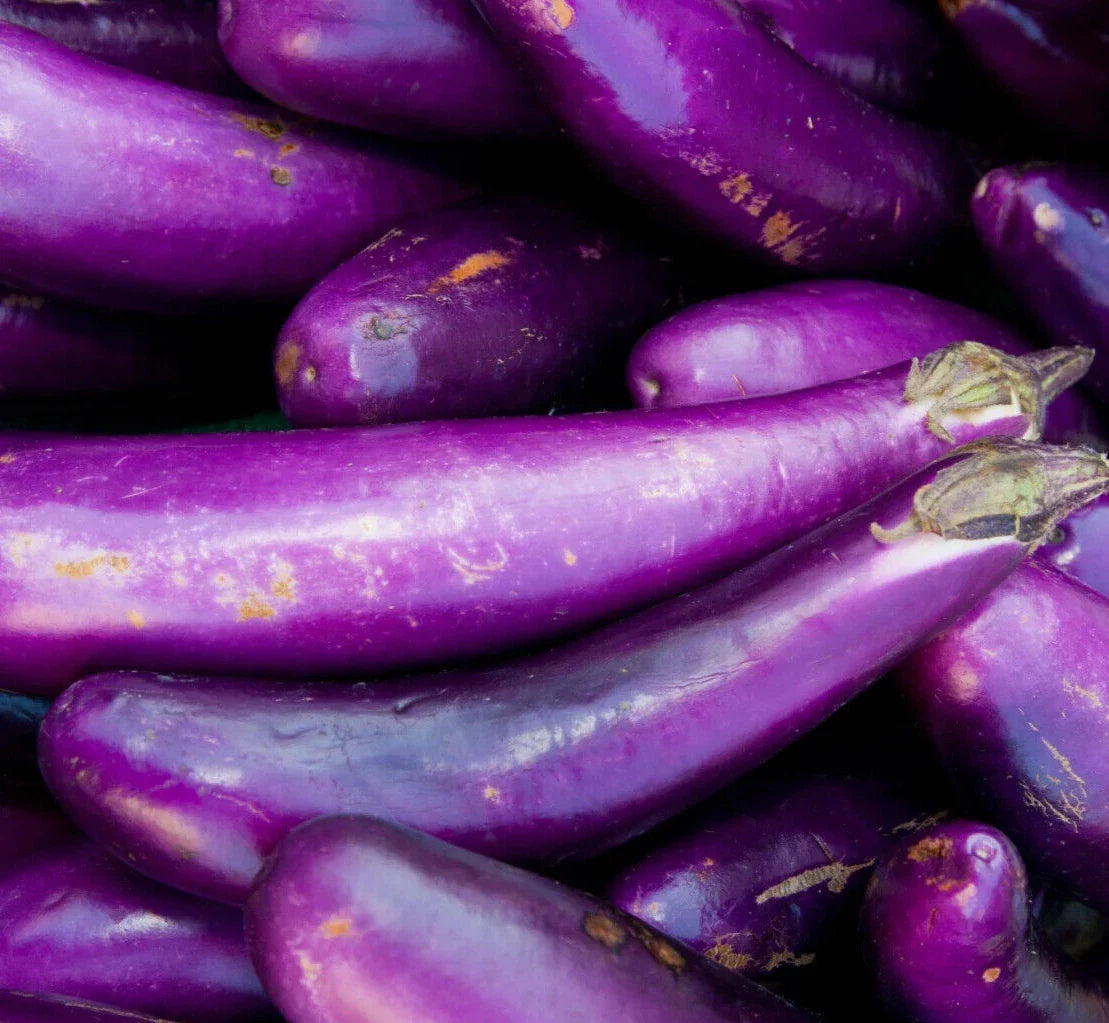 Long Purple Eggplant Seeds - 200+ Count - Vegetable Garden - Solanum Melongena - Heirloom Variety