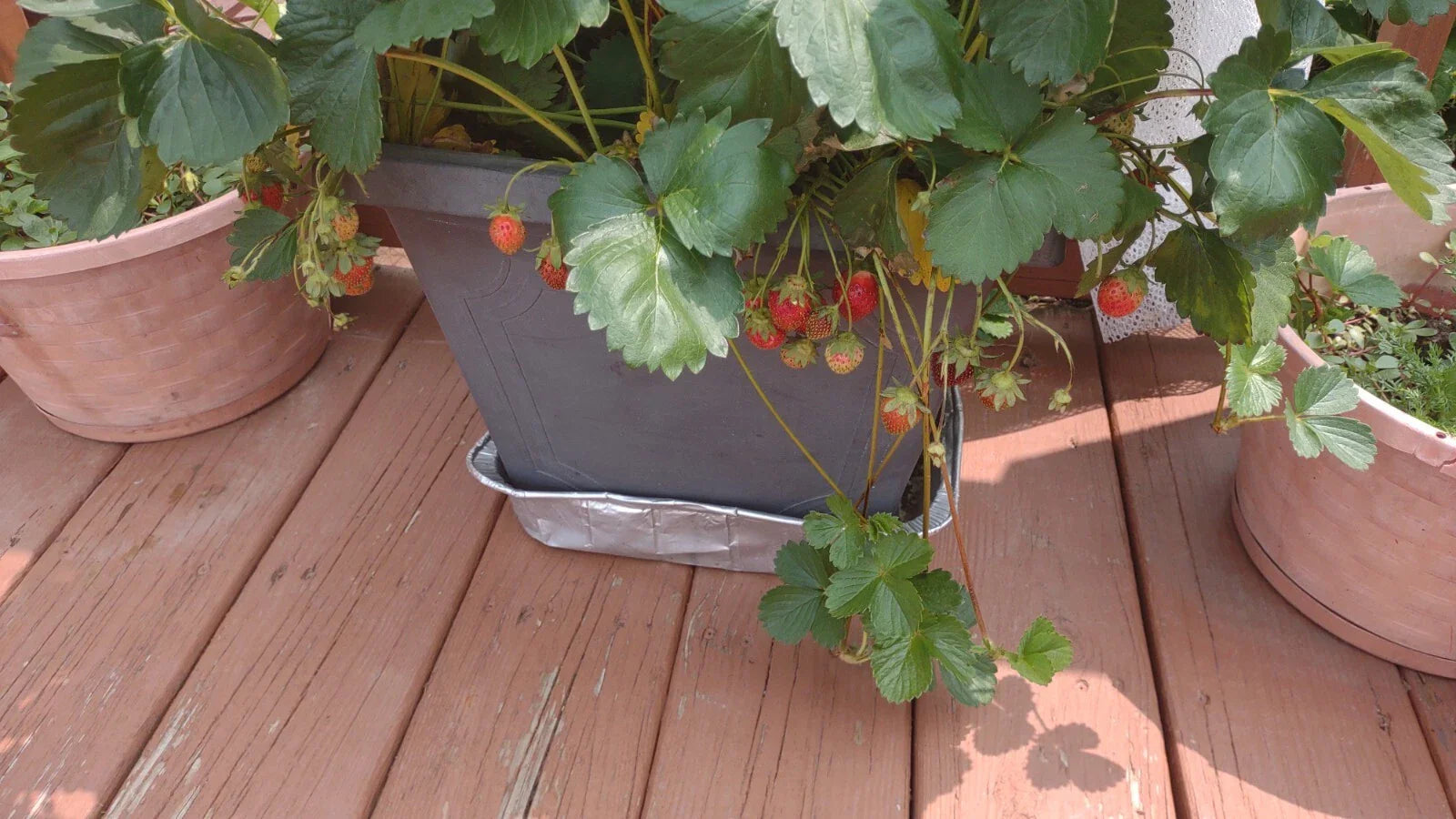 Strawberry Plants 12-Pack Extra Large Sweet Berries High Yield Fragaria × ananassa Roots