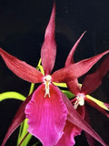 Small Bare Root Orchid Plant Mtssa Royal Robe - Orchidaceae