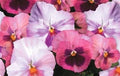 Pansy Seeds - 50 Pack - Delta Premium Pink Shades - Viola tricolor