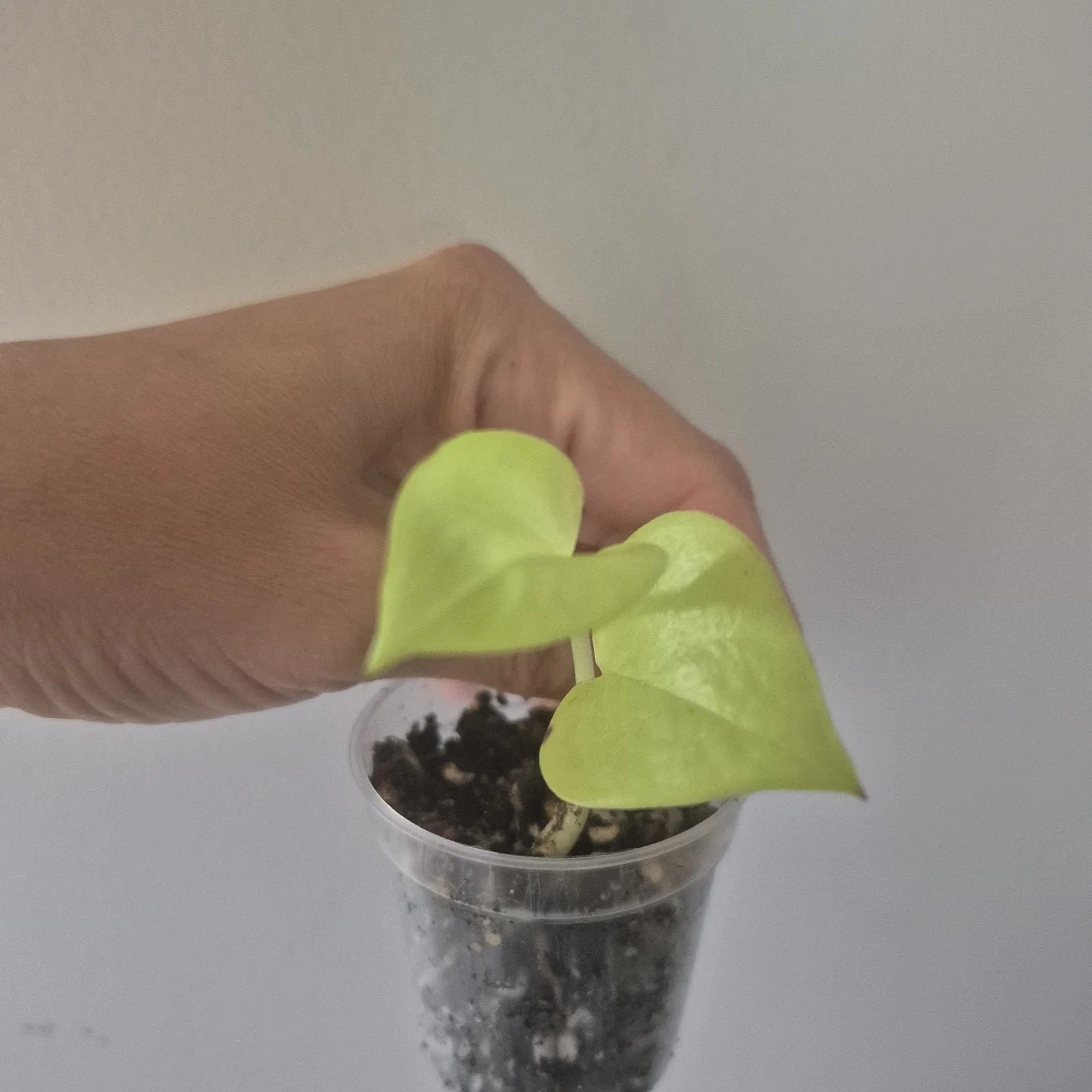 Neon Pothos Starter Plant in 2 Inch Pot | Epipremnum aureum | Vibrant Green Foliage Indoor Houseplant