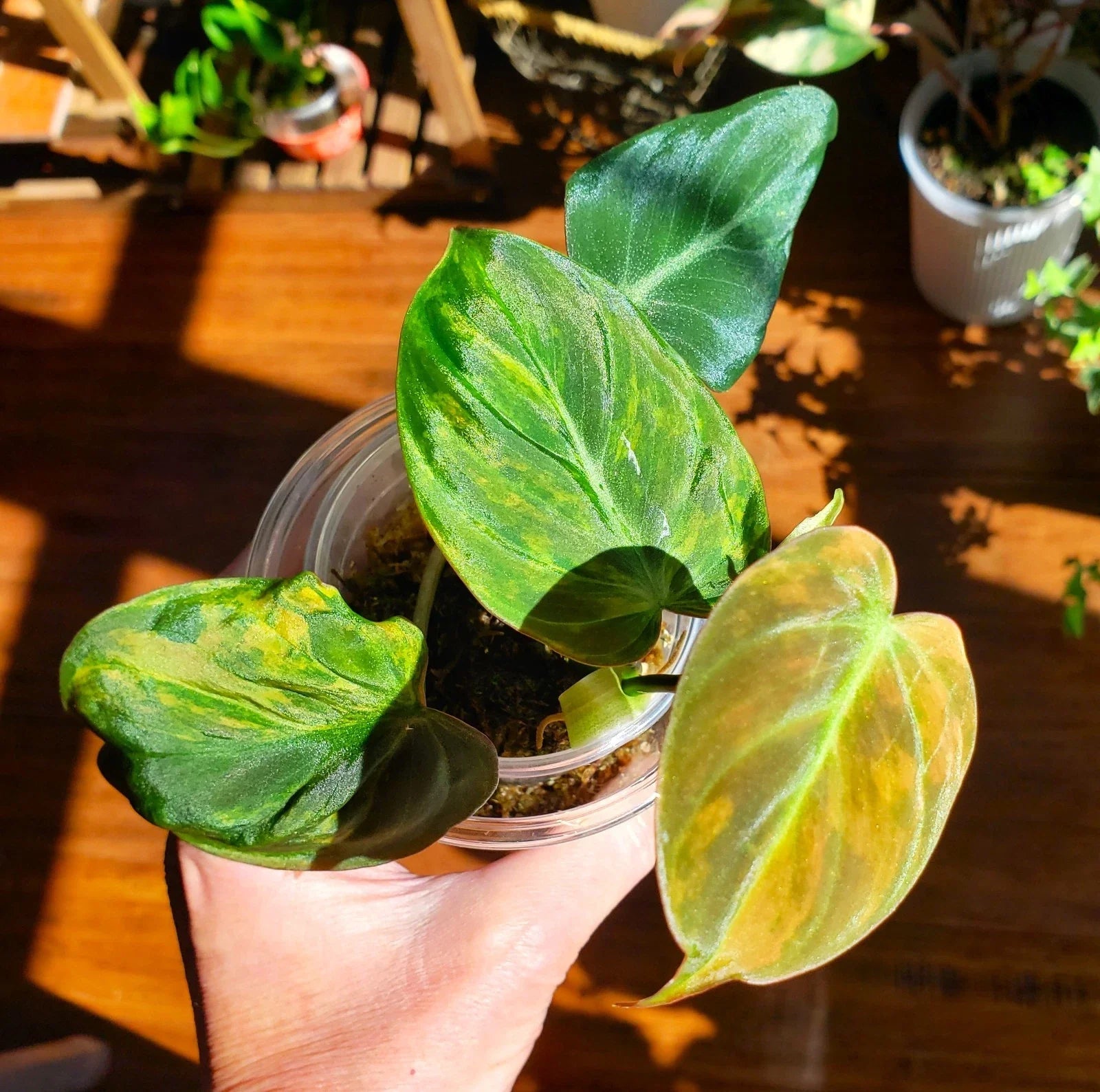 Rooted Philodendron Plant - Variegated Micans Pink Aurea - Philodendron micans