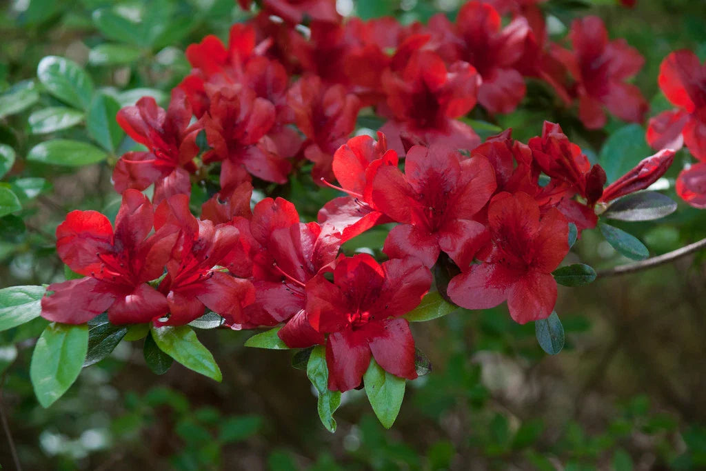 Azalea Starter Plant - Midnight Flare Variety - Rhododendron Deciduous - Small Rooted Plant