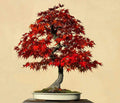 Red Maple Bonsai Tree Seeds - 30 Pack - Acer rubrum - Made in USA, Ships from Iowa
