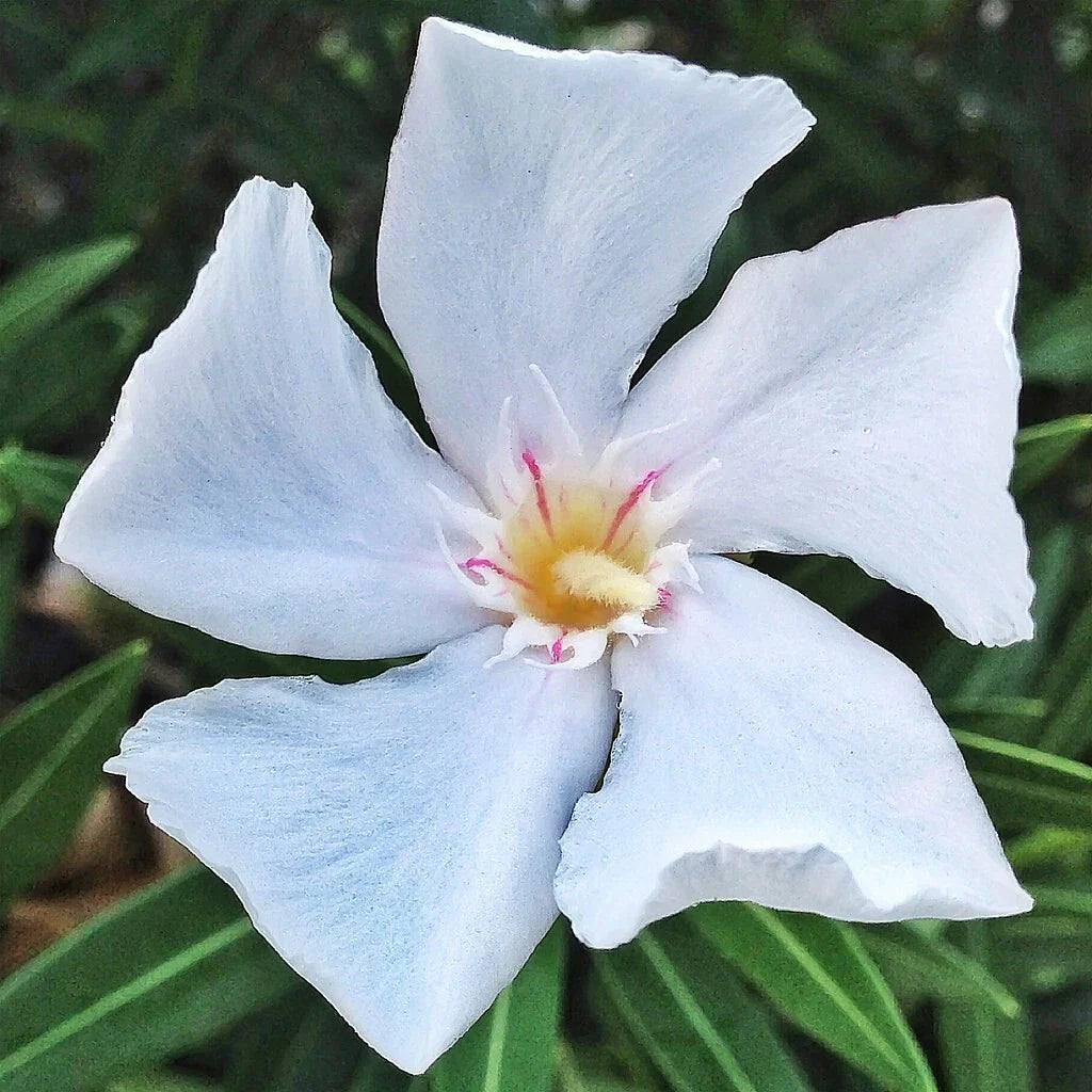 Oleander Trees 6" Live Cuttings - White Flower Plant (Nerium oleander) Unrooted Shrub Bush