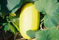 Organic Spaghetti Squash Seeds - 10 Pack - Non-GMO USA Grown Seeds - Cucurbita pepo