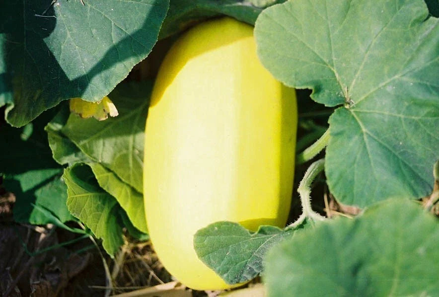 Organic Spaghetti Squash Seeds - 10 Pack - Non-GMO USA Grown Seeds - Cucurbita pepo