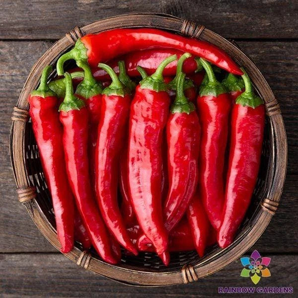 Red Cayenne Hot Pepper Seeds - 25+ Pack - Capsicum annuum - Ideal for Garden Planting, USA Grown
