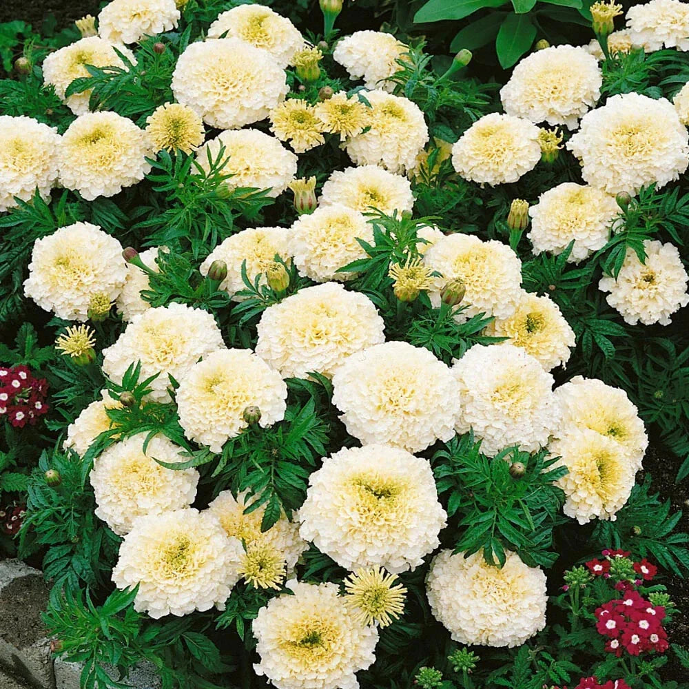 Vanilla African Marigold Seeds - 25+ Pack for Garden Planting - Tagetes erecta - USA Grown, Free Shipping