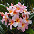 Pale Pink Plumeria Seeds - 5 Hawaiian Flower Seeds - Perennial Plant (Plumeria spp.)