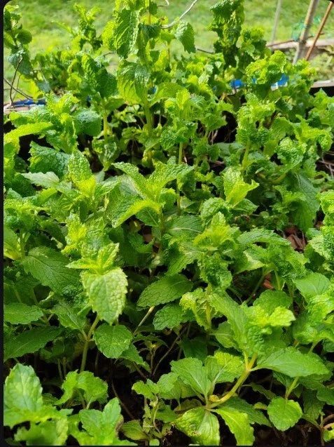 Live Peppermint Plants - 3 Bare Root Organic Mojito Mint - Rau Húng Lủi Mints - Rau Thơm