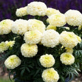 Dwarf White Gold Marigold Seeds - 50 Organic Flower Seeds - Tagetes erecta - USA Grown, Free Shipping