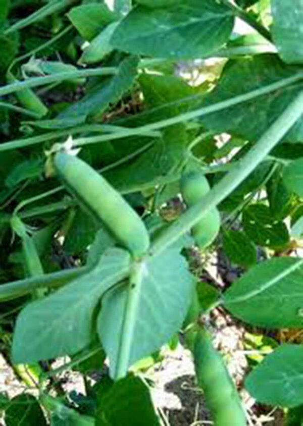 Heirloom Peas Seeds - Early Alaska Variety - 100+ Seeds - Great for Fresh Eating or Canning - Pisum sativum