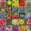 Wildflower Seed Mix - 5000 Non-GMO Heirloom Blend with Perennials - Ideal for Landscapers, Pollinator Gardens, and Eco-Friendly Spaces