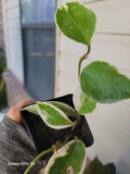Hoya Tricolor Carnosa Krimson Queen Live Plant 4" Pot - Hoya Wax Houseplant, Variegated Foliage, Indoor Plant